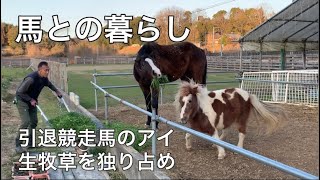 馬との暮らし　引退競走馬のアイ生牧草を独り占め😏　#なごみ牧場