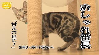 【あわねこ保育園】あわねこのおしゃれ番長　もちくん【里親募集】