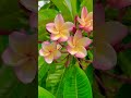 plumeria frangipani champa pink full blooming foryou nature shortsvideo viral plumeria