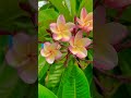 plumeria frangipani champa pink full blooming foryou nature shortsvideo viral plumeria