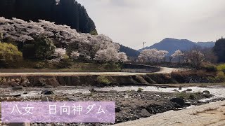 【ドライブ】八女　日向神ダムの満開の千本桜！オープンカーで花見ドライブ