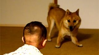 柴犬ゴン太とふみ君19 追いかけっこ Shiba Inu \u0026 Baby