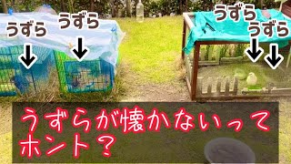 【うずらは懐かない鳥なのか？】飼い主寄りにいるのがかわいい/飼育/人工孵化