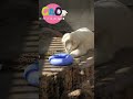 【秋田県】🐟️男鹿水族館🐡 gao🌊 🐻‍❄️とにかくめんこい白クマ🐻‍❄️これはフブキ？ユキ？😁 ①