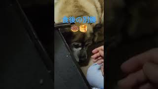 食後のおやつは別腹よ♡ガツガツいただく犬のムーちゃん　〜ばあばもっとちょうだい〜