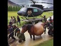 poor pregnant horse stuck in wire help by helicopter stuck wire horse