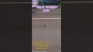 DETIK DETIK TIKUS BUNUH DIRI DI JALAN RAYA #shortvideo #yutuberpemula @firmanfamily