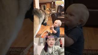 Cute Pets Playing With Humans: Special Friendships In Sweet Moments 👶❤️🐈🐶