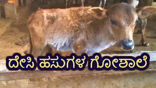 ದೇಸಿ ಹಸುಗಳ ಗೋಶಾಲೆ / Desi Cowshed / देसी गायों की गौशाला