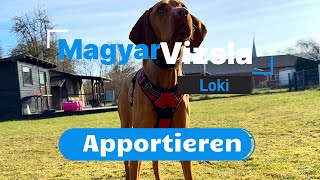 Magyar Vizsla Loki apportieren im Garten mit Dummy