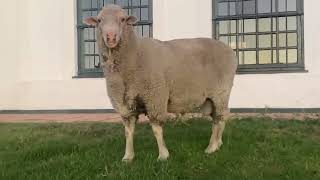 LOTE 01 - 01 CARNEIRO DOHNE MERINO PA - GER 2022 (558)