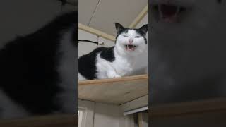 高い所から降りられないふりをする女子猫。A female cat who pretends she can't get down from a high place.