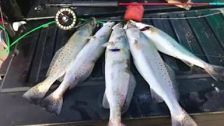 Speckled Trout on the Fly - A Solid Limit!