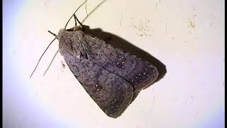 Caradrina Paradrina clavipalpis Pale Mottled Willow Greece by Theo Fotiadis