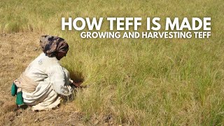 How Teff Is Made