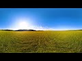 【北海道360°vr】北海道初夏の風物詩 安平菜の花畑