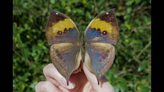 Dead Leaf Butterfly — kallima inachus