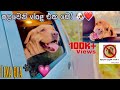 අඩෝ මගෙ පලවෙනි vlog එක 🥺♥️ dog vlog