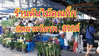 เดินตลาดชมไม้กับน้าเล็ก#:พาชมไม้สวยๆร้านคุณกิ๊ก ตลาดนัดรพ.สิริกิติ์วันอังคาร(3-11-63)