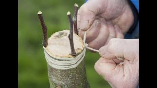 La meilleure technique de greffage