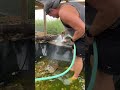 Dirty Snapping Turtle Pond Cleaned In 60 Seconds!!! 😱🧽🐢 #shorts #turtle