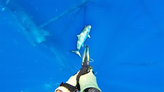 SPEARFISHING Offshore Oil Rigs for BIG Fish! (Gulf of Mexico!) PERSONAL BEST BROKEN!!!