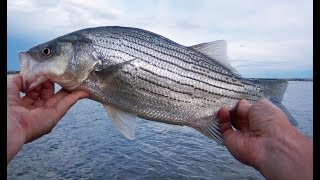 Shore fishing Wiper Bass \u0026 Walleye Pueblo Reservoir Pueblo Colorado