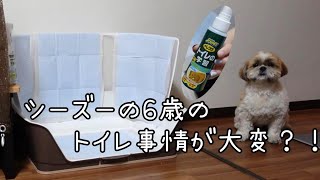 【トイレトレーニング】シーズー６歳のトイレ事情とは？！