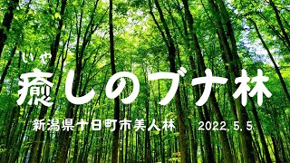 美人林、癒しのブナ林［４Ｋ］・十日町市松之山（2022.5.5）