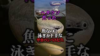 ㊗15万再生！！ヘタクソだった…魚なのに泳ぎが下手なサカバンバスピス【ゆっくり解説】