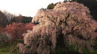 【Japan 1minute Travel NARA Uda】奈良 宇陀 又兵衛桜（圧巻の樹齢300年の又兵衛桜が咲き誇る）