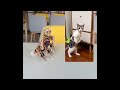 nybble the programmable robot cat that mimics a real cat open source robotics kit