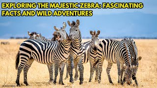 Exploring the Majestic Zebra: Fascinating Facts and Wild Adventures