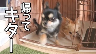 カンが鋭いチワワ、飼い主の帰宅がわかるとダッシュでお出迎え