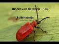 Insect van de Week 149: Leliehaantje