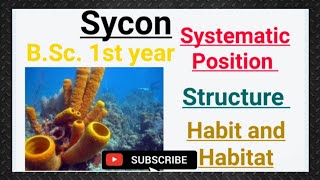 || Sycon || Systematic Position || Habit and Habitat || B.Sc. 1st year || Unit- 2 ||