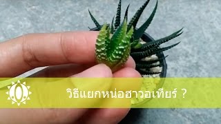 🌵How to pick haworthia scion? วิธีแยกหน่อฮาวอเทียร์?