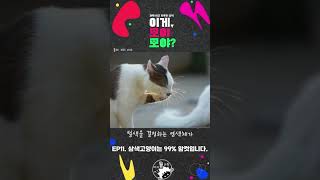 [이게뭘과학] 삼색 길냥이의 비밀? 🐱 - 과학시간 자투리 상식 '이게 모야모야?' EP11. 삼색고양이는 99% 암컷입니다.  #참쌤스쿨  #과학 #고양이