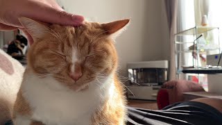 なでるとすごく気持ちよさそうな顔をしてくれる猫/A cat with a very pleasant look when stroking【＃41】