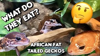 What I Feed My African Fat Tailed Geckos