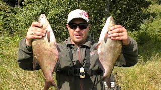 Catching Bream with Feeder in September. Fishing on the Desna.