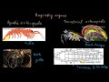 phylum arthropoda part 1 animal kingdom biology khan academy