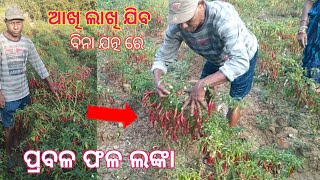 ଶୁଖିଲା ଲଙ୍କା ଚାଷ।lanka Chasa Odia।chili 🌶️ farming in odisha।