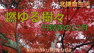 【鎌倉】北鎌倉の紅葉　燃ゆる12月　円覚寺