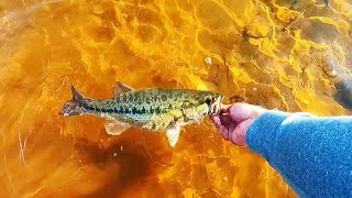 winter bass fishing at new melones lake