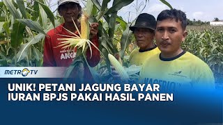 Cara Unik Petani Jagung di Gresik Bayar Iuran BPJS