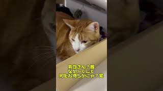 キジトラの保護猫がやってきた579( ´∀｀)生後０日赤ちゃん猫緊急保護！はちわれも仲間入り！茶白も仲間入り！茶トラも仲間入り#生後０日#子猫#保護猫#猫#へその緒離乳食#shorts#きじとら#開眼