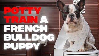 How to Potty Train a French Bulldog Puppy: 5 Super Effective Tips With Step By Step Instructions