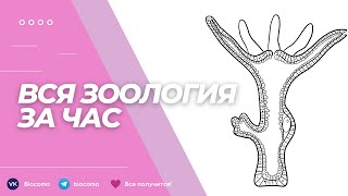 ВСЯ ЗООЛОГИЯ ЗА ЧАС | Биология ЕГЭ 2023 | Biocoma