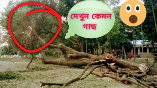 আধুনিক বিশ্বে কিভাবে গাছ কাটে! How To Cut Trees In The  Modern World? JZJ Zihad